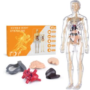 Human Body Model for Kids - Toys for 6+ Year Old