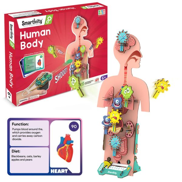Smartivity Human Body Toy for Kids