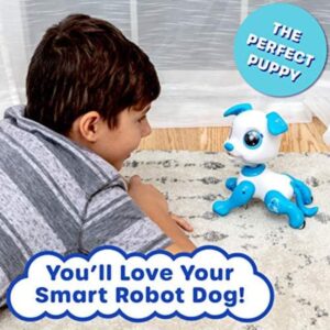 Turtle Bee | Toby The Robo Pet